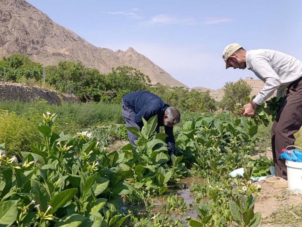 کشت تنباکو در روستای هدف گردشگری قلعه‌بالا