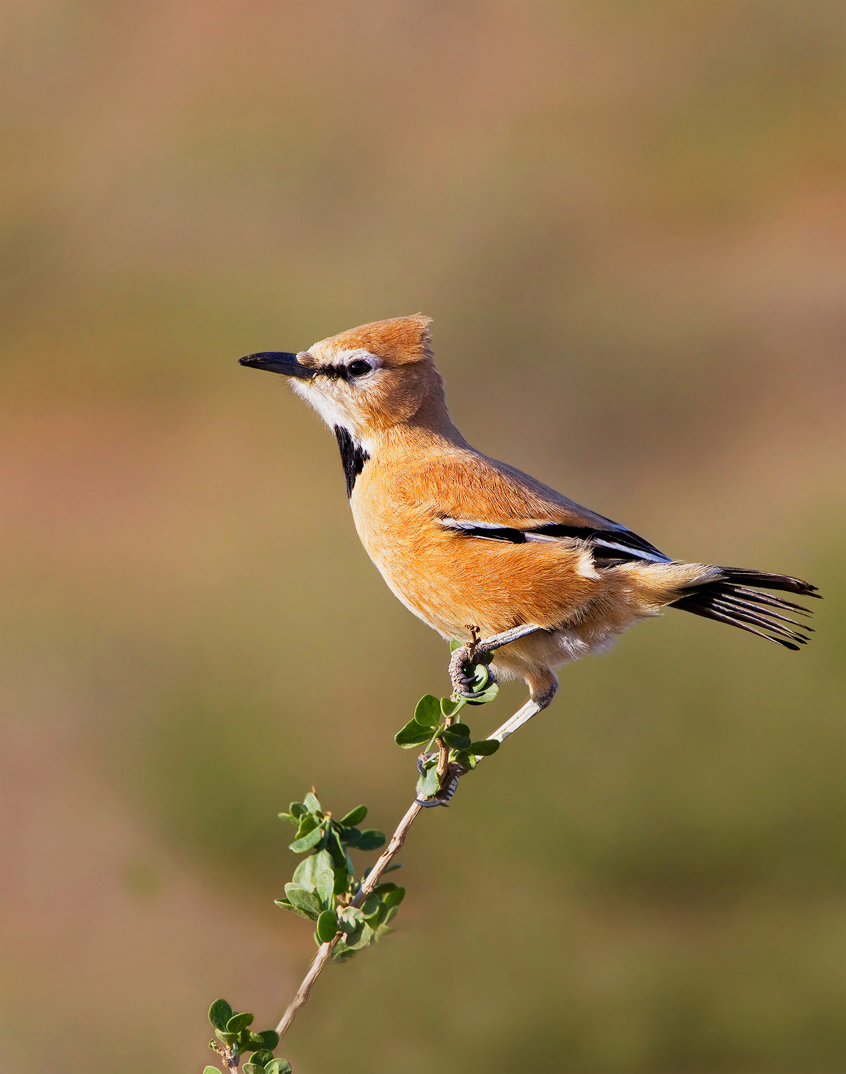 Wildlife — 10