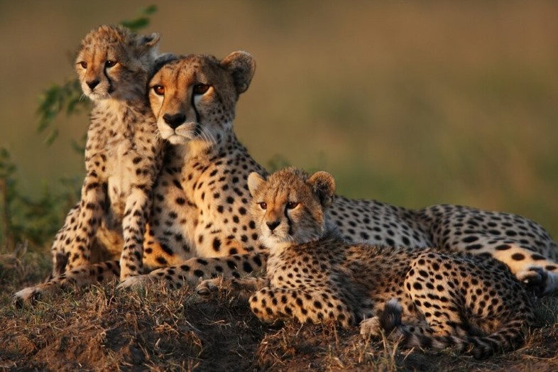 Wildlife — 11