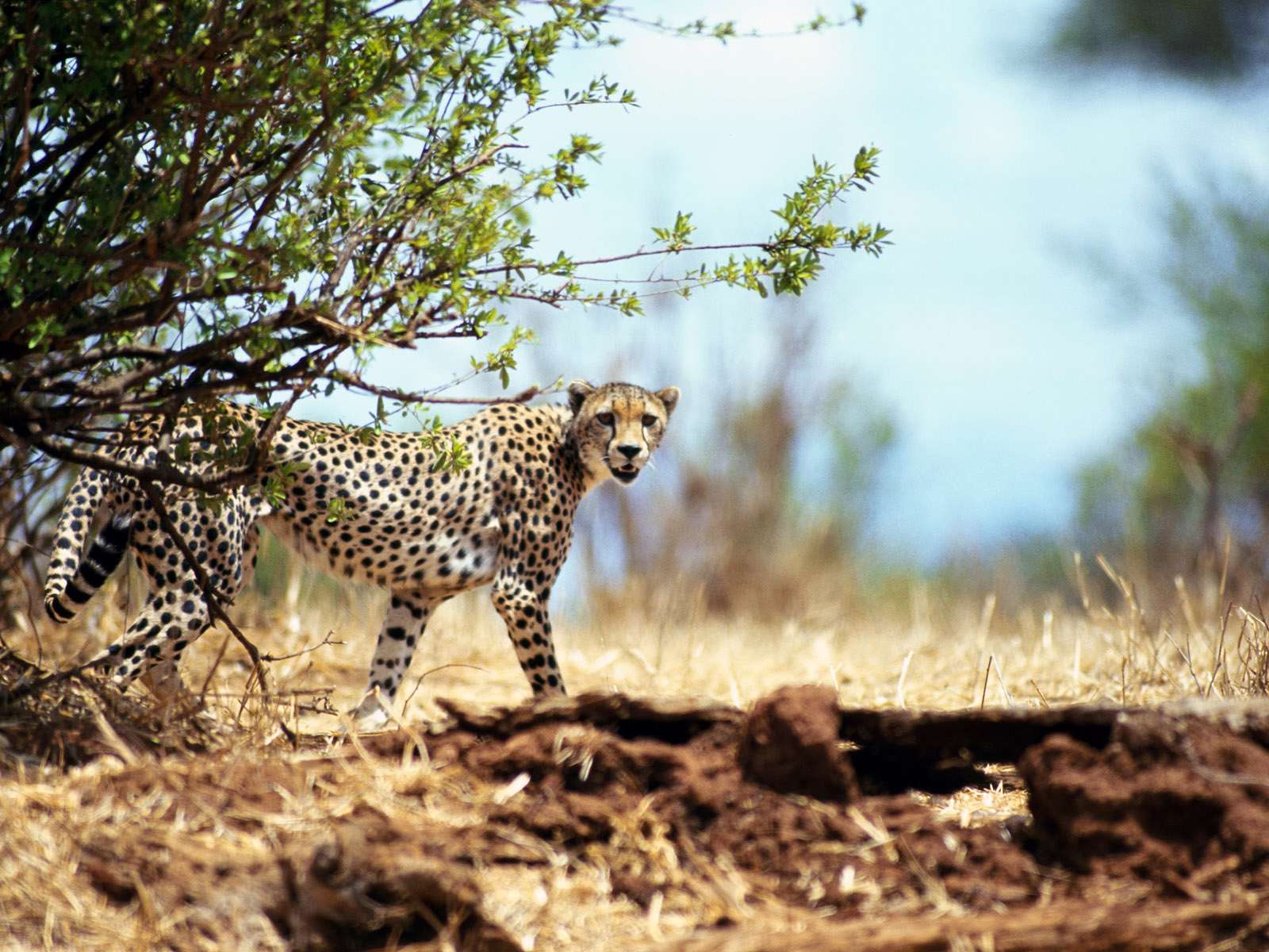 Wildlife — 12