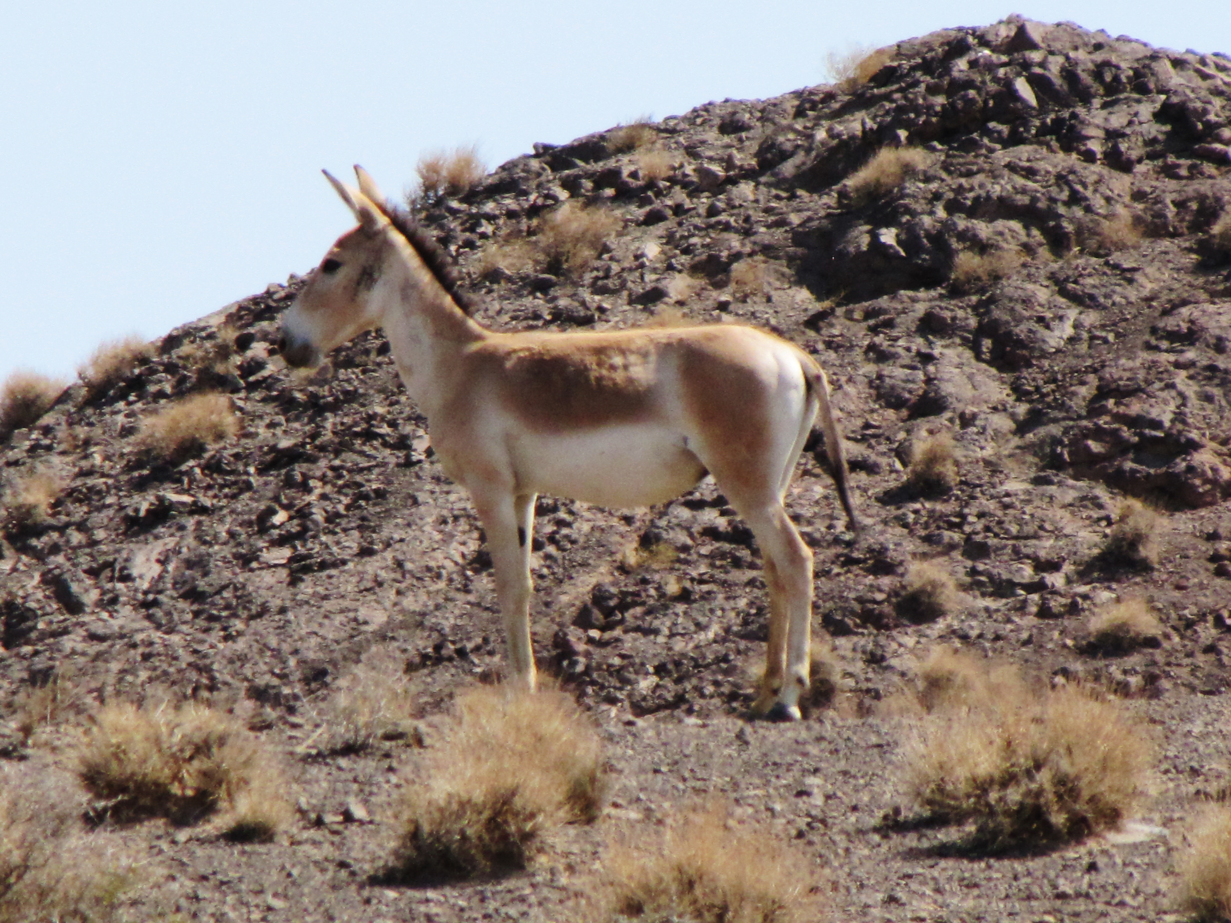Wildlife — 13