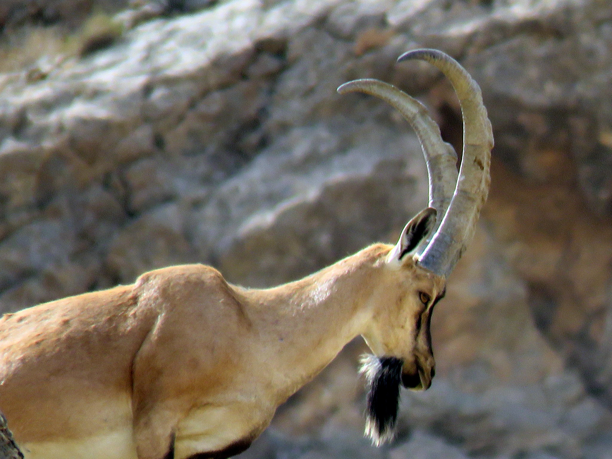 Wildlife — 14