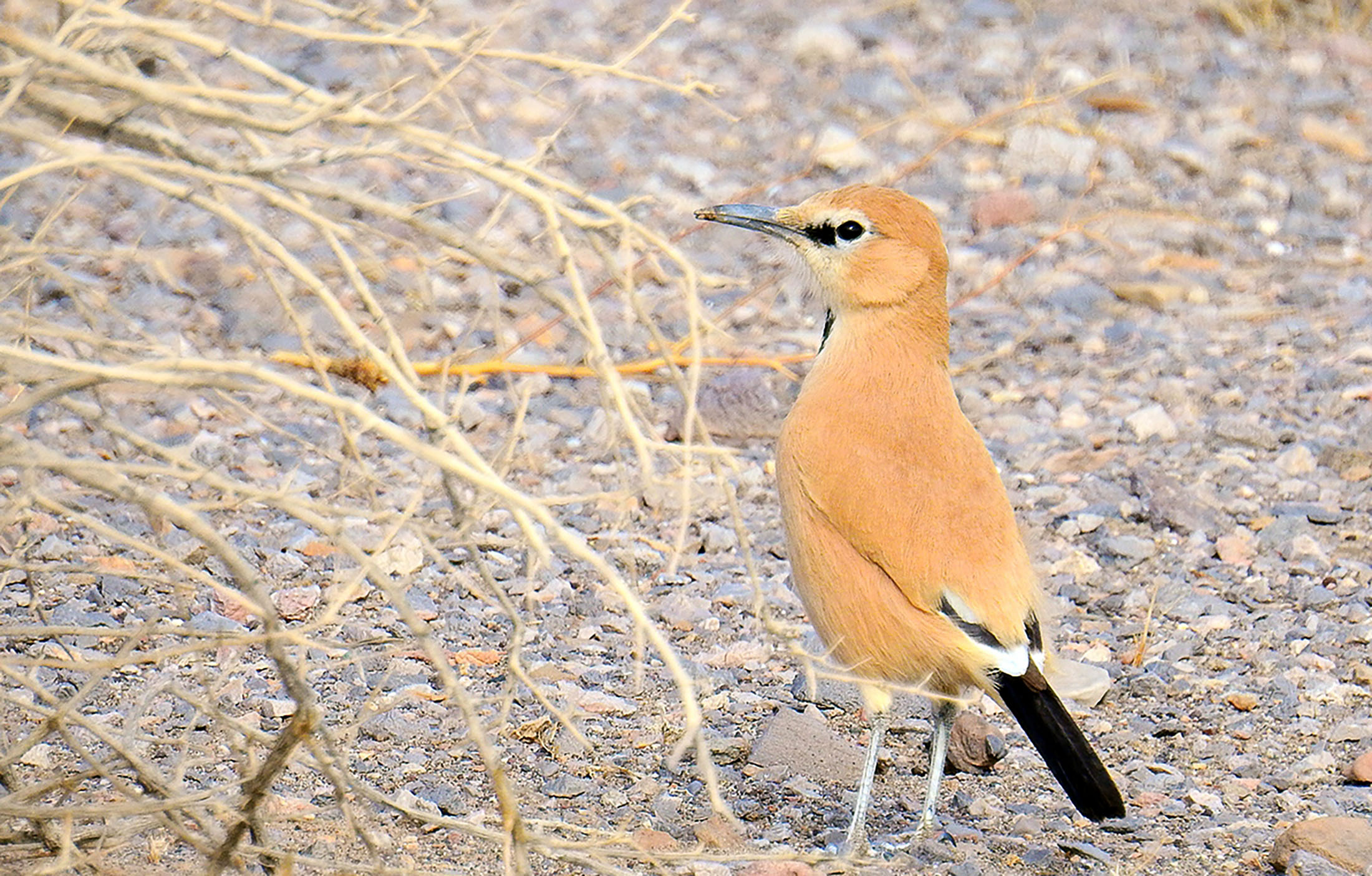 Wildlife — 15