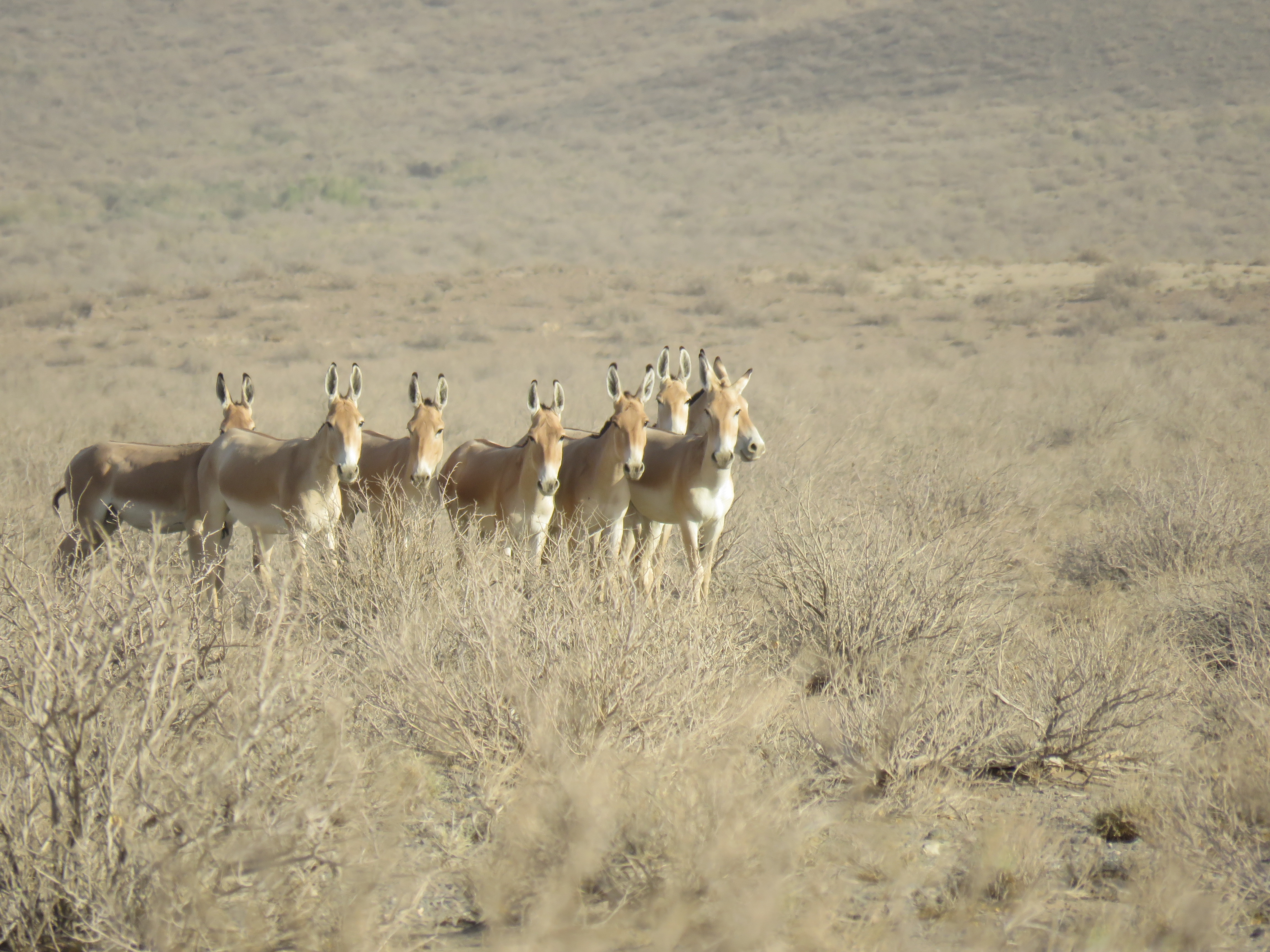 Wildlife — 16