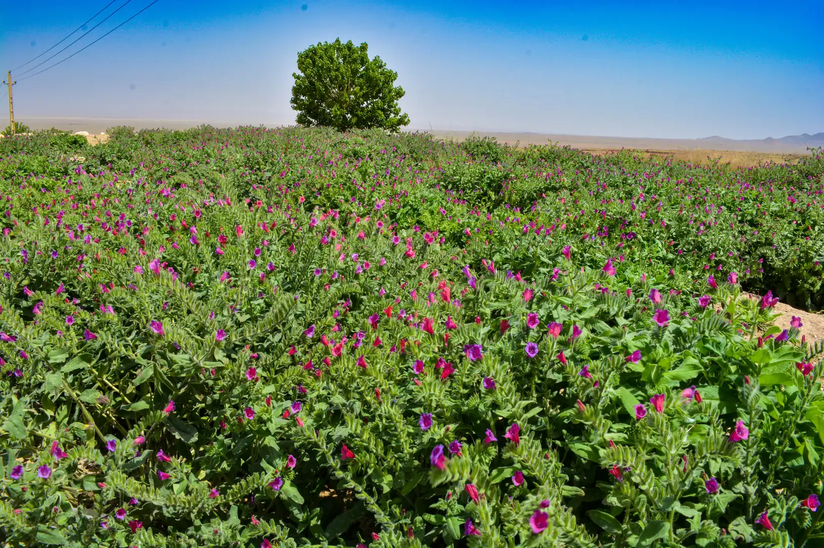 کوچه باغ — 3