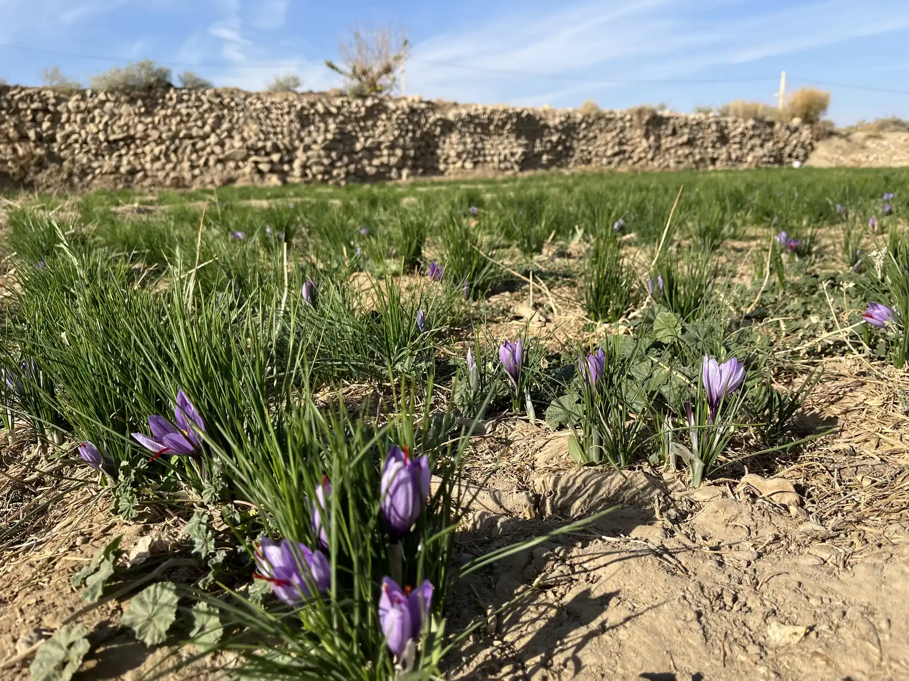 کوچه باغ — 5