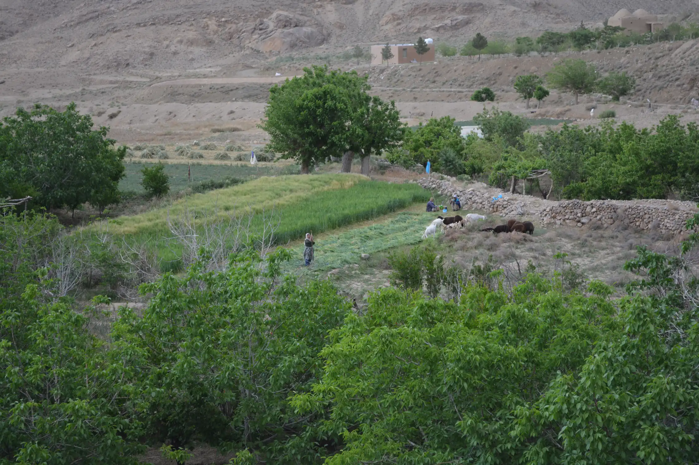 کوچه باغ — 9