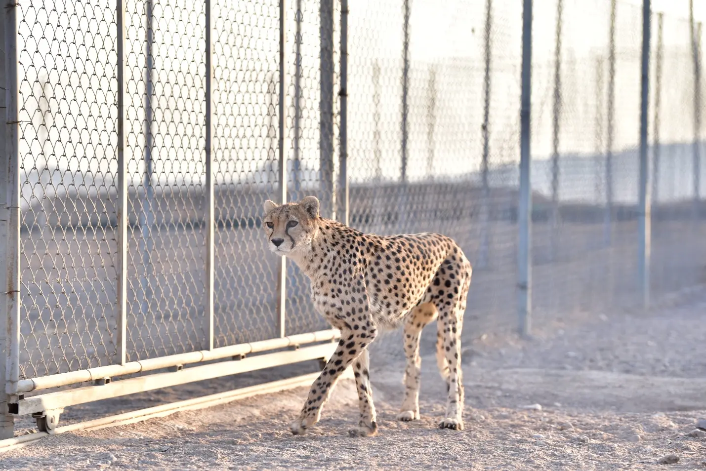 Asiatic cheetah in its natural habitat