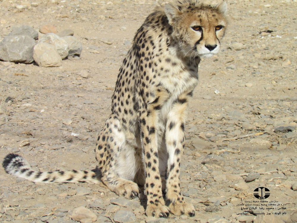 Asiatic cheetah, a symbol of Iran's wildlife